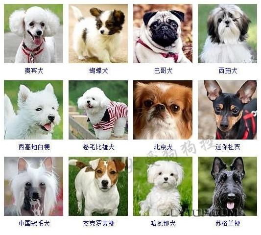 智商最高的狗狗排名前十（128種狗狗智商排名）2