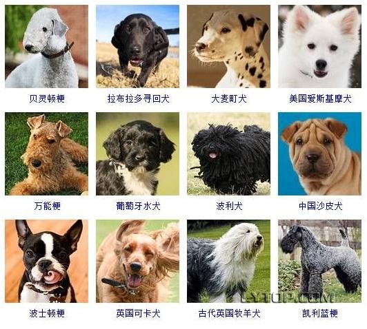 智商最高的狗狗排名前十（128種狗狗智商排名）7