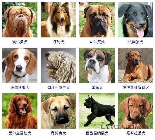 智商最高的狗狗排名前十（128種狗狗智商排名）11