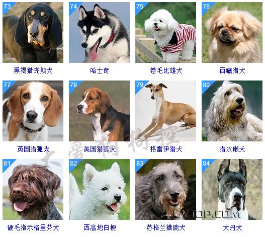 智商最高的狗狗排名前十（128種狗狗智商排名）22