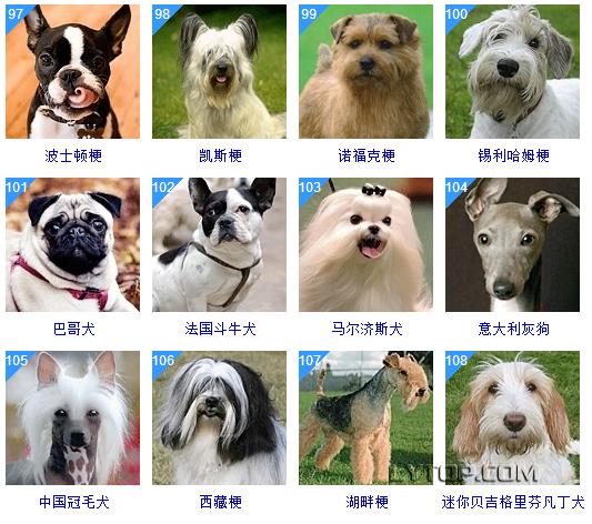 智商最高的狗狗排名前十（128種狗狗智商排名）24