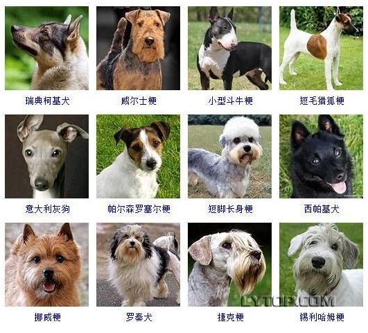 智商最高的狗狗排名前十（128種狗狗智商排名）4