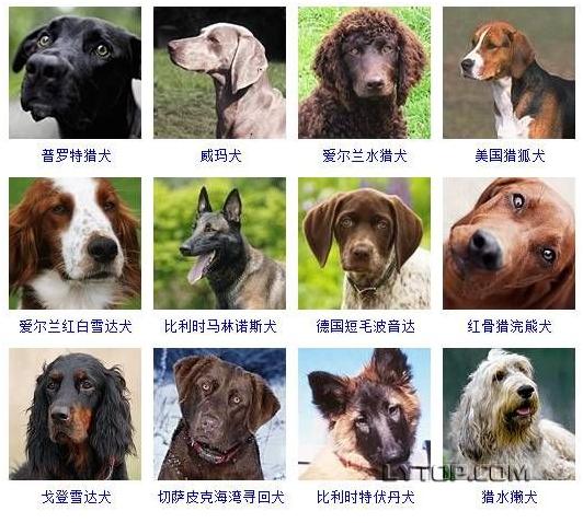 智商最高的狗狗排名前十（128種狗狗智商排名）12