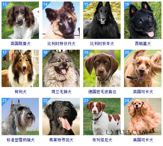 智商最高的狗狗排名前十（128種狗狗智商排名）17