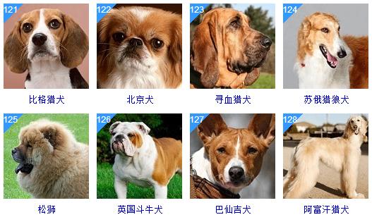 智商最高的狗狗排名前十（128種狗狗智商排名）26