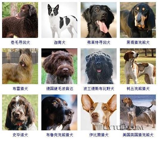 智商最高的狗狗排名前十（128種狗狗智商排名）13