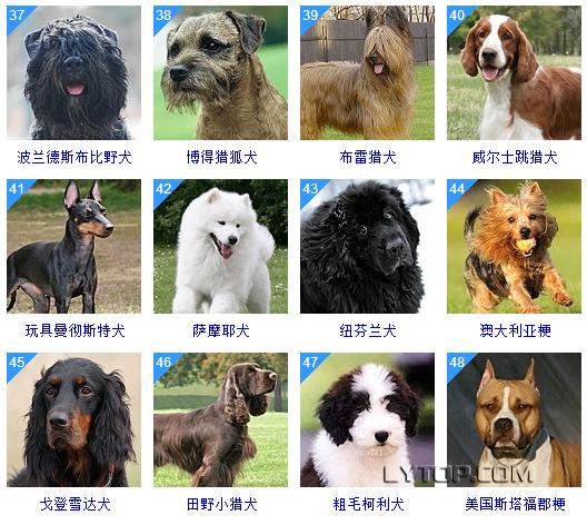 智商最高的狗狗排名前十（128種狗狗智商排名）19
