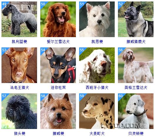 智商最高的狗狗排名前十（128種狗狗智商排名）20