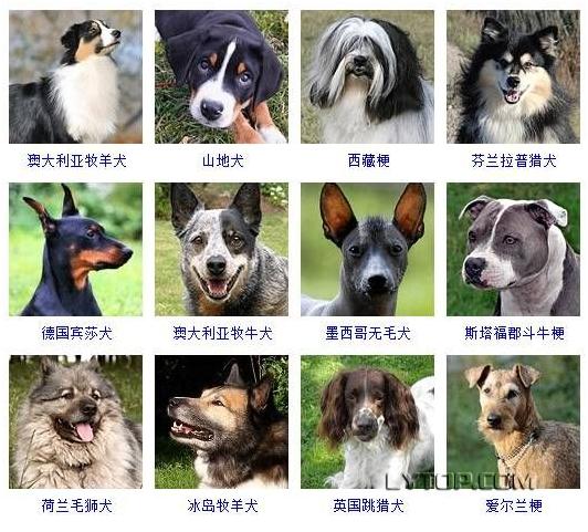 智商最高的狗狗排名前十（128種狗狗智商排名）8