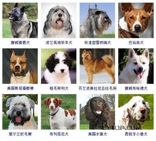 智商最高的狗狗排名前十（128種狗狗智商排名）9