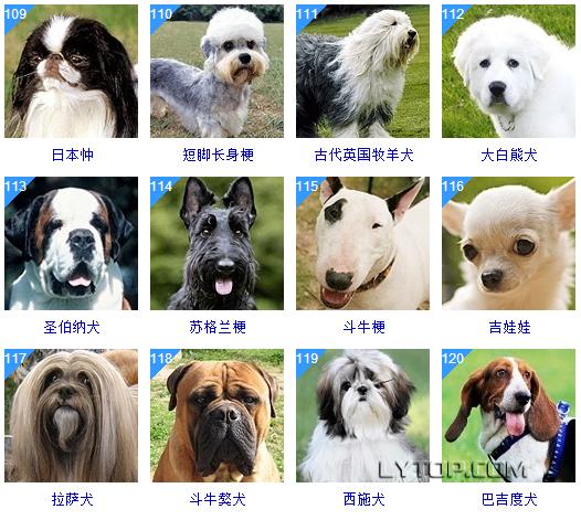 智商最高的狗狗排名前十（128種狗狗智商排名）25
