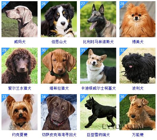 智商最高的狗狗排名前十（128種狗狗智商排名）18