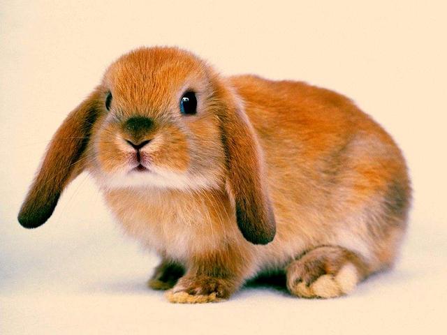 養寵物兔的正确方法（寵物兔飼養大全）12