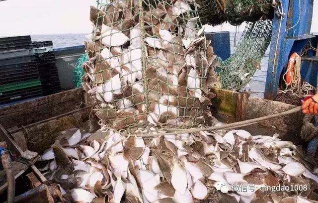虎斑鲽魚市場價格（阿拉斯加黃金鲽魚）4