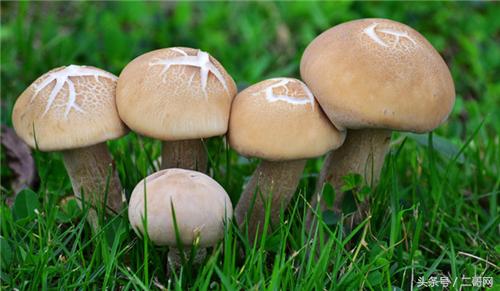 蘑菇吃多有什麼好處有什麼害處（誤區蘑菇營養高）1