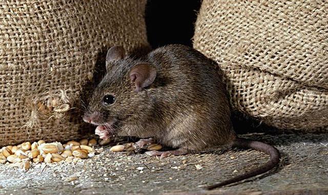 一隻老鼠一年能吃多少糧食（一隻老鼠一年吃掉20斤糧食）1