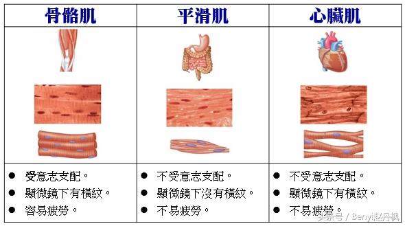 人體肌肉分為幾大肌群（人體不同肌肉的區分肌肉功能不同的分類）2