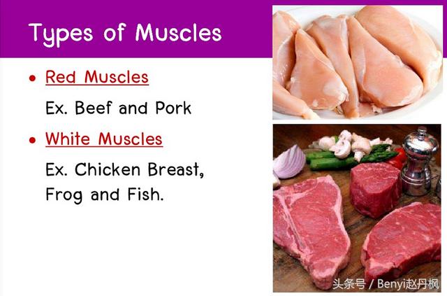 人體肌肉分為幾大肌群（人體不同肌肉的區分肌肉功能不同的分類）14