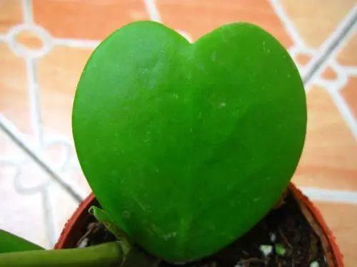 植物象征愛情的有哪些（象征愛情的這些植物）4