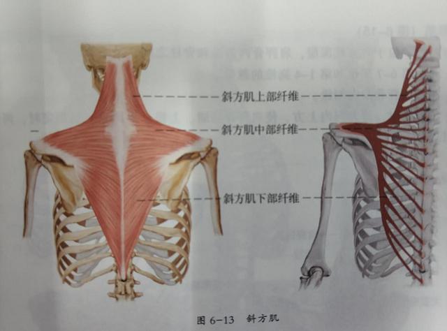 最難練的是背肌（幹貨背肌解剖學）1