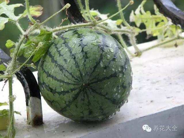 買的西瓜吃剩的籽可以種西瓜嗎（小陽台種出大西瓜）9