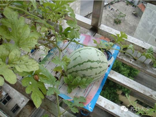 買的西瓜吃剩的籽可以種西瓜嗎（小陽台種出大西瓜）1