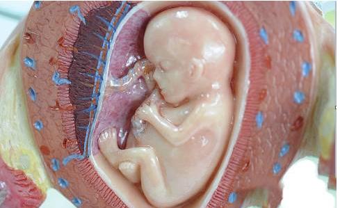 生完孩子的胎盤能吃嗎（生寶寶後把自己的胎盤吃掉補身體）4