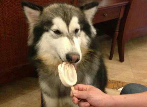 狗狗夏天可以吃雪糕嗎（狗狗能不能吃雪糕）1