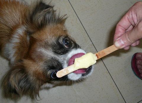 狗狗夏天可以吃雪糕嗎（狗狗能不能吃雪糕）3