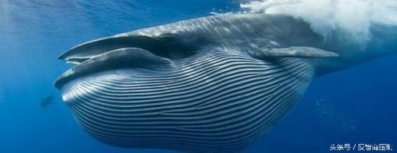 鲸魚為什麼噴水（但噴出來的可不是海水）3