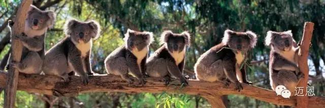 袋鼠為什麼要有一個袋子（袋鼠為什麼叫kangaroo考拉為什麼叫koala）7