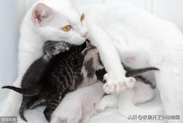 貓咪産後多久可以恢複吃貓糧（貓咪産後該怎麼喂）4
