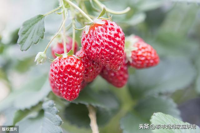 草莓怎麼辨别打過激素（打了激素的草莓怎麼區分）9