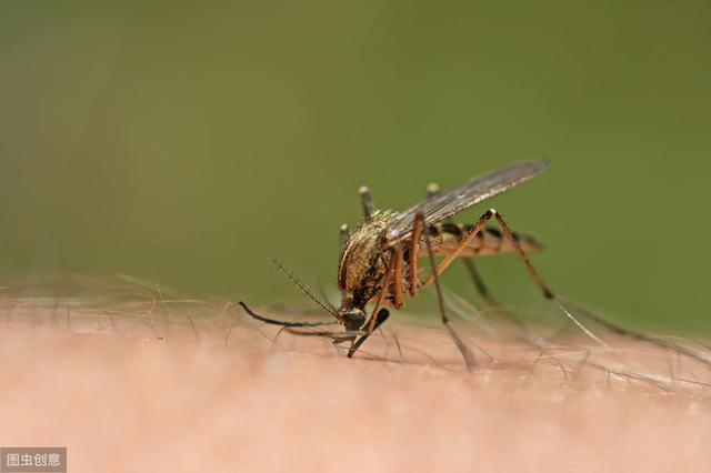蚊子咬得厲害的是哪種蚊子（蚊子為什麼吸血）4