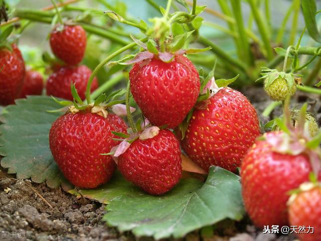 什麼品種的草莓好吃好種（什麼草莓品種好）9