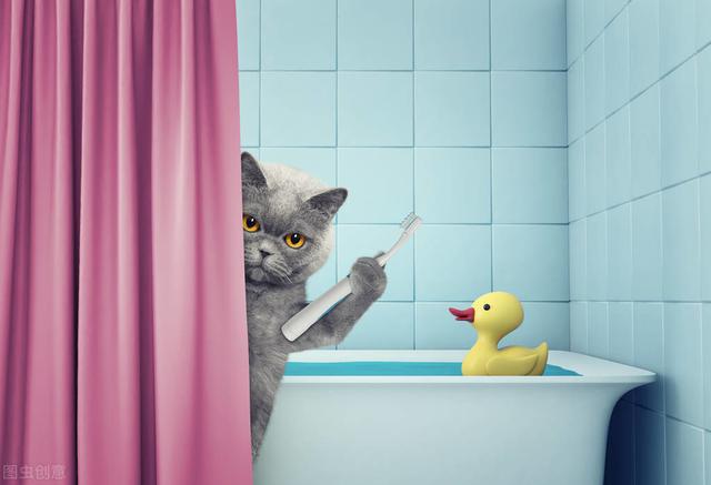 多久給貓咪洗澡比較好（怎麼給貓咪洗澡）3