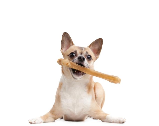 狗狗怎麼補鈣比較好（這些知識點你get了嗎）7