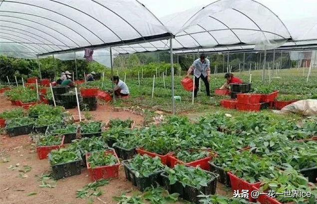 農村老農民種植方法（種2年可采收畝産7000斤）1
