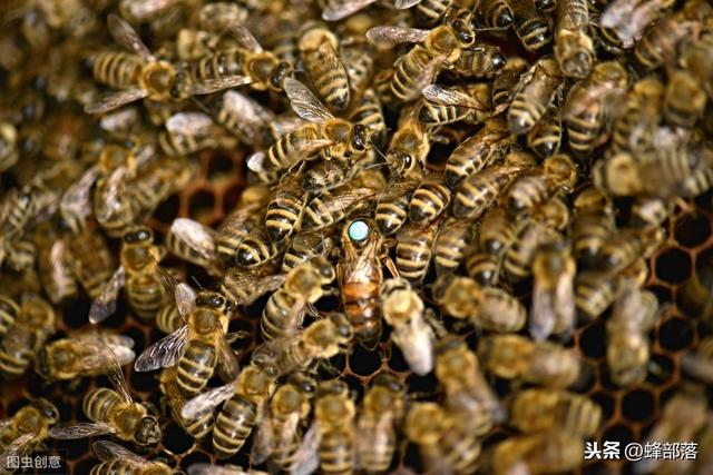 養蜜蜂方法中蜂如何加巢礎（怎樣給蜜蜂做蜂标）1
