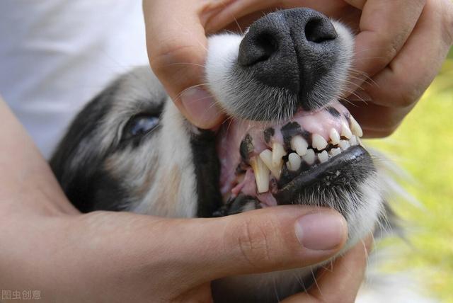 狗狗缺鈣會引起這5大症狀有哪些（狗狗缺鈣會引起這5大症狀）4