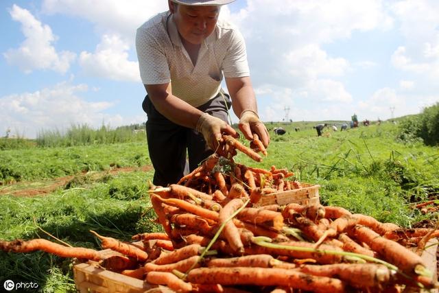 人工種植的胡蘿蔔的栽培技術（掌握這套高産栽培技術）7