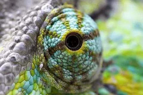 爬蟲的線描畫（Reptileeyes爬蟲的瞳之美）3