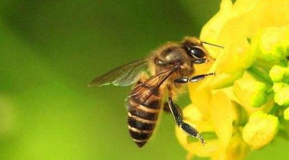 蜜蜂養殖技術你了解多少（蜜蜂養殖基礎知識）1