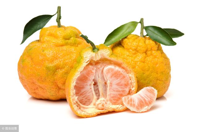 醜橘和醜柑是不是一個水果（果農必知的醜橘的由來以及與春見）1