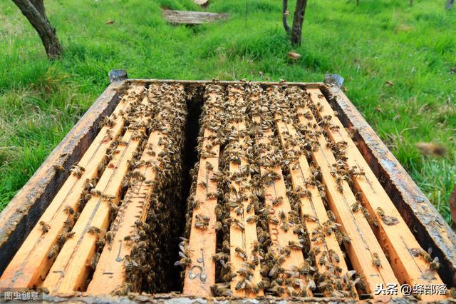 養蜜蜂方法中蜂如何加巢礎（怎樣給蜜蜂做蜂标）3