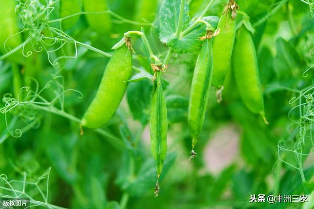 豌豆種植時間和詳細方法（豌豆栽培技術來學學怎麼播種管理）5
