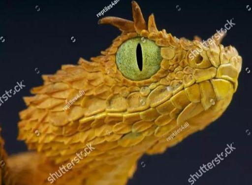 爬蟲的線描畫（Reptileeyes爬蟲的瞳之美）15