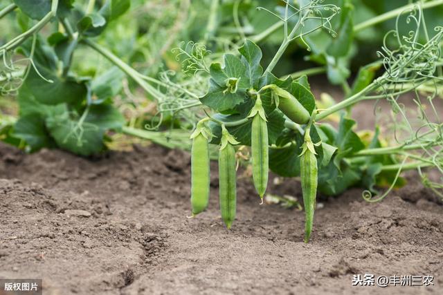 豌豆種植時間和詳細方法（豌豆栽培技術來學學怎麼播種管理）6
