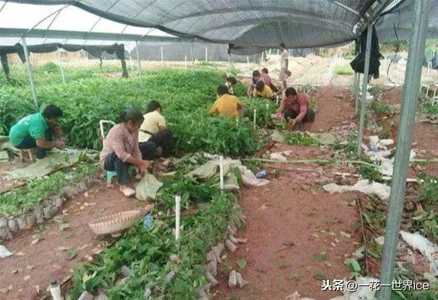 農村老農民種植方法（種2年可采收畝産7000斤）2
