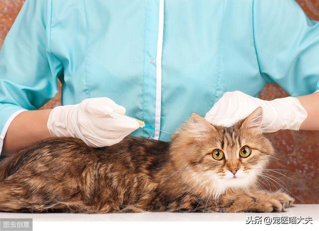 貓咪什麼病會引起尿血（貓咪尿血可不是什麼好征兆）3